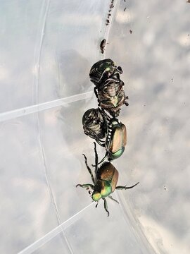 Najdba_Lukovica_S.Modic-1-7